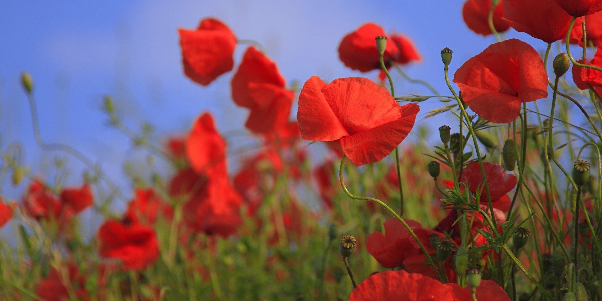 flowers-76358_1920 Mobicoop appel des coquelicots