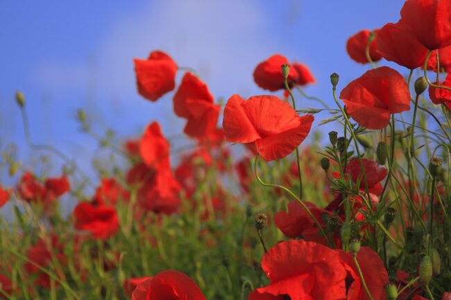 Mobicoop appel des coquelicots